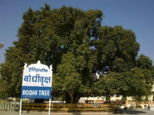 Bodhi Tree